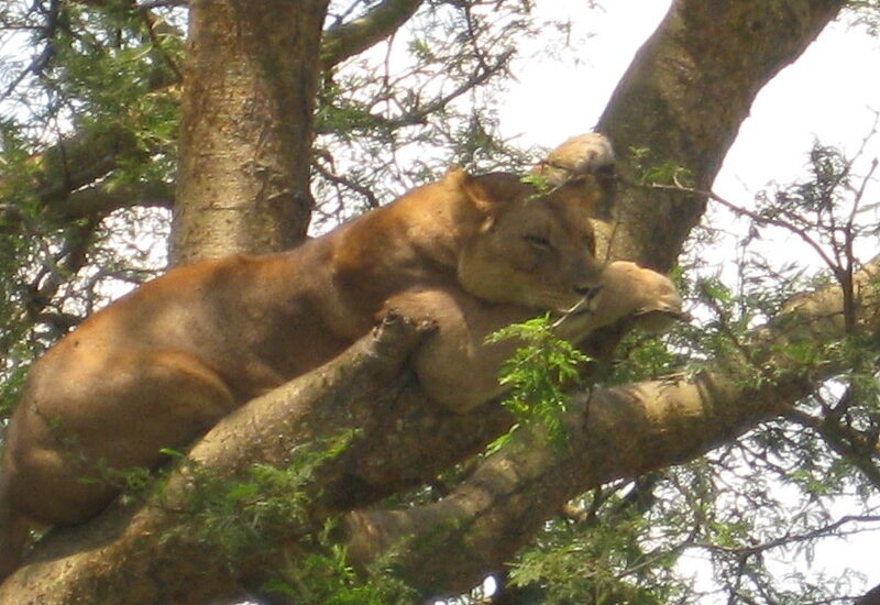 Ishasha Sector Of Queen Elizabeth National Park