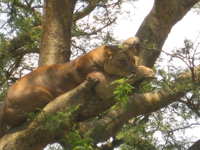 Ishasha Sector of Queen Elizabeth National Park