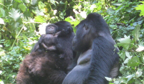 Buhoma Mubare Gorilla Family Gets Newborn Gorilla.