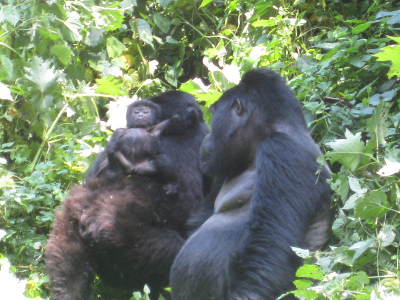 Buhoma Mubare gorilla family gets newborn gorilla.