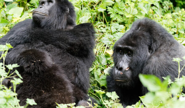 Best Time For Gorilla Trekking In Uganda – Uganda Gorilla Safaris.