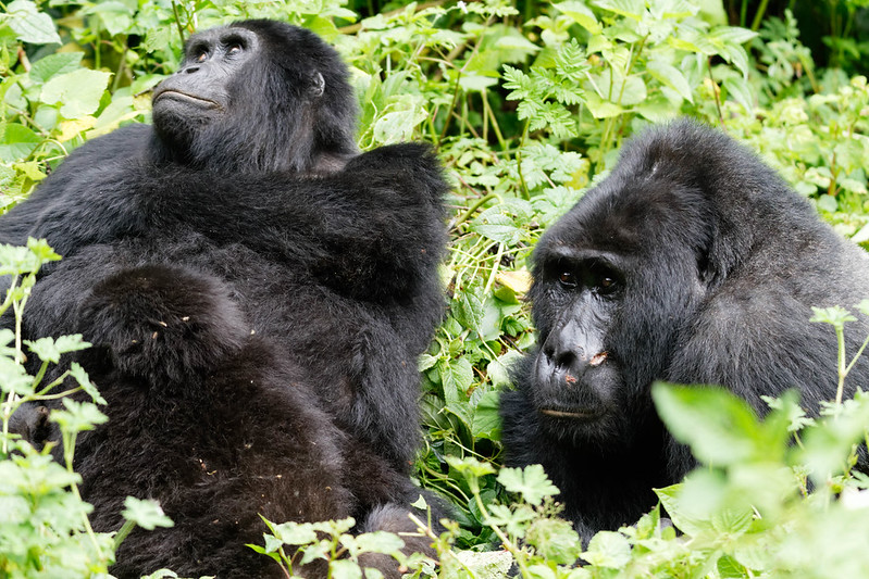 Best Time For Gorilla Trekking In Uganda – Uganda Gorilla Safaris.