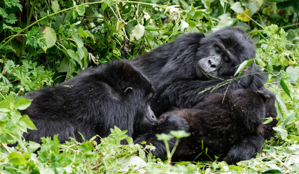 After COVID Gorilla Tracking Safaris In Uganda