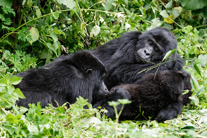 After COVID Gorilla Tracking Safaris In Uganda