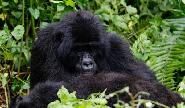 Gorilla Trekking In Uganda.