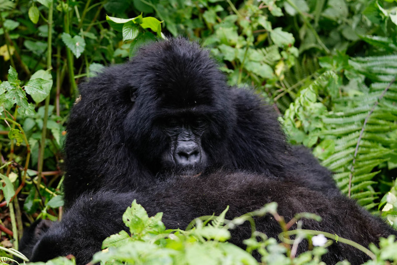 Gorilla Trekking In Uganda.