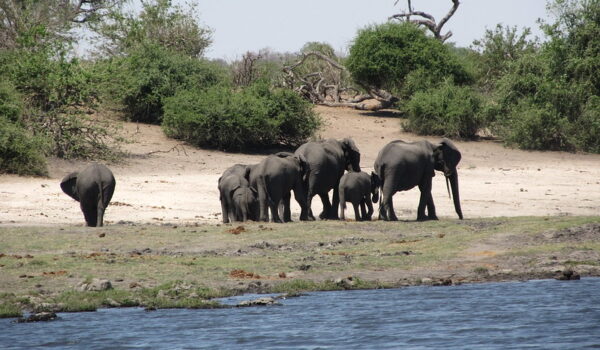 Botswana Safaris And Tours.