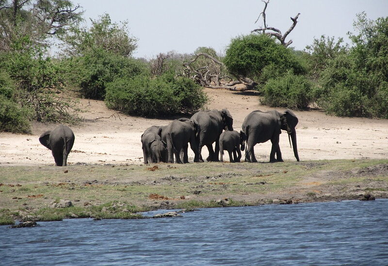 Botswana Safaris And Tours.