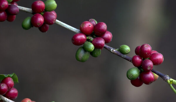 Best Uganda Coffee.