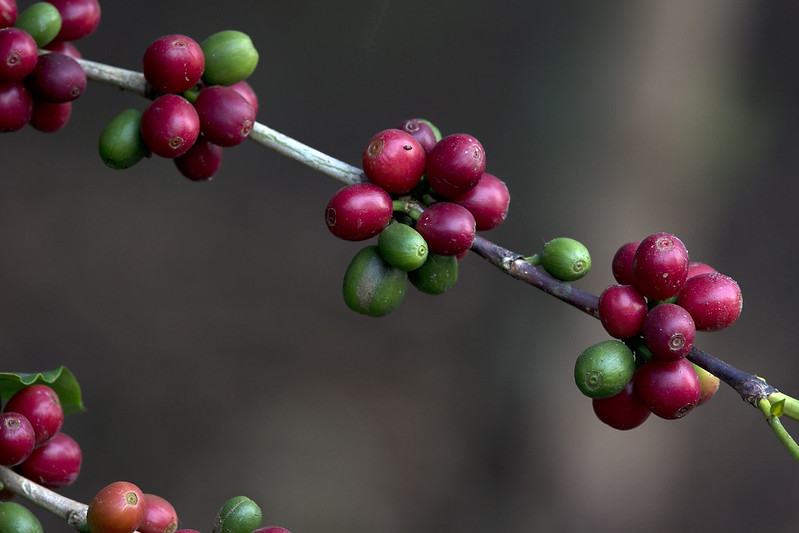 Best Uganda Coffee.