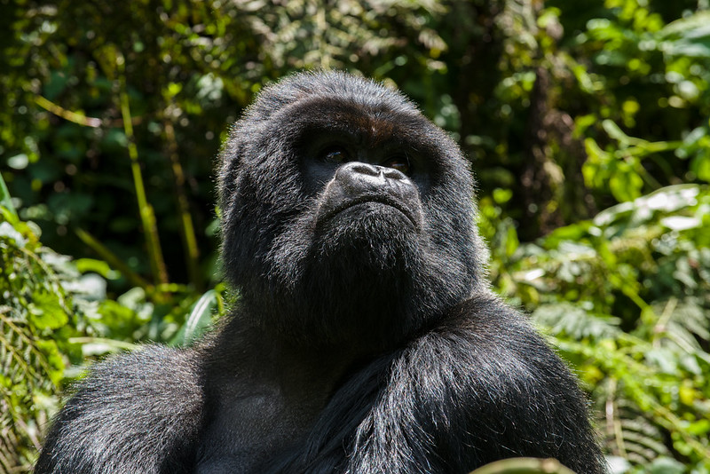 Book Volcanoes Gorilla Permits.