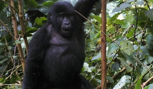 Gorilla Adventure Safaris In Uganda-Rwanda.