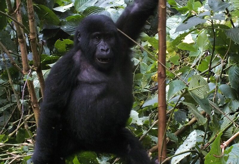 Gorilla Adventure Safaris In Uganda-Rwanda.