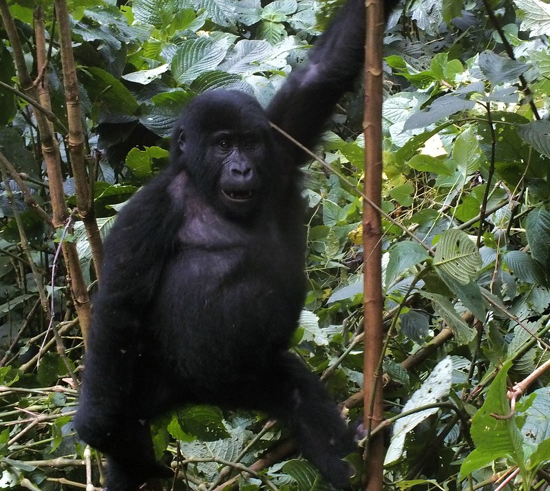 Gorilla adventure safaris in Uganda-Rwanda.