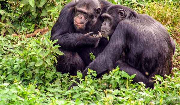 Activities On Ngamba Island.