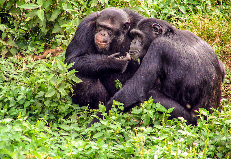 Activities On Ngamba Island.