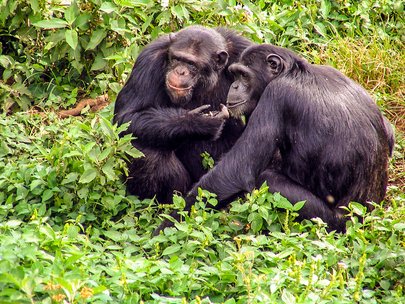 Activities on Ngamba Island.