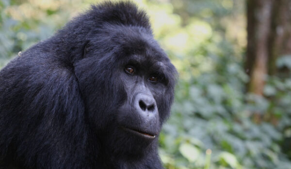 Uganda Safari Packages From Kigali, Rwanda – Gorilla, Wildlife And Boat Safaris In Uganda From Rwanda.