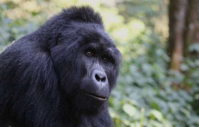 Uganda Safari Packages From Kigali, Rwanda – Gorilla, Wildlife And Boat Safaris In Uganda From Rwanda.