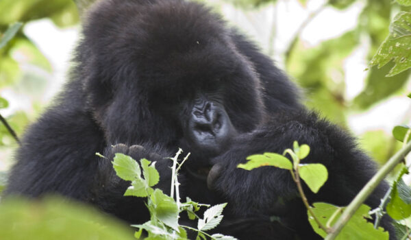 Nkuringo Gorilla Sector And Gorilla Family To Trek.