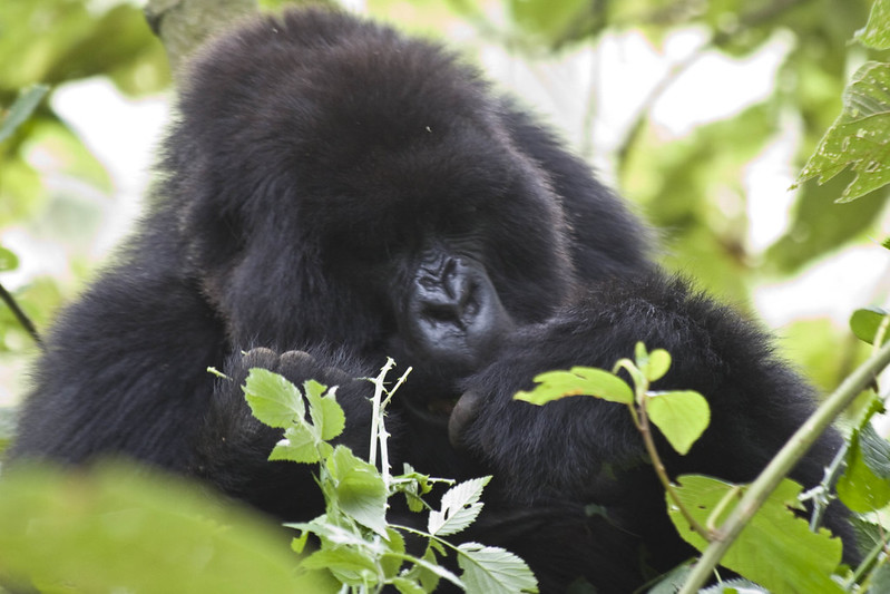 Nkuringo Gorilla Sector And Gorilla Family To Trek.