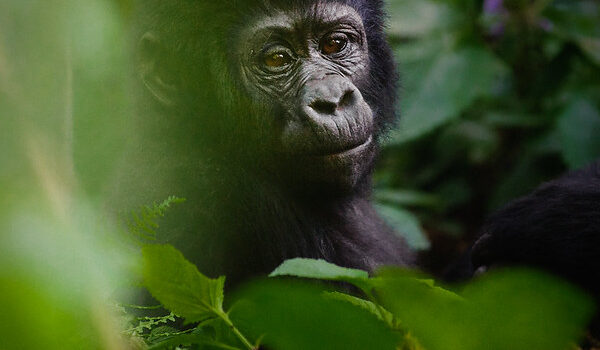 Gorilla Trekking For V.I.Ps – High Dignitaries.