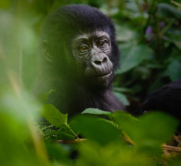 Gorilla Trekking For V.I.Ps – High Dignitaries.