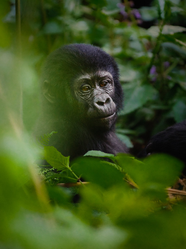 Gorilla trekking for V.I.Ps – High dignitaries.