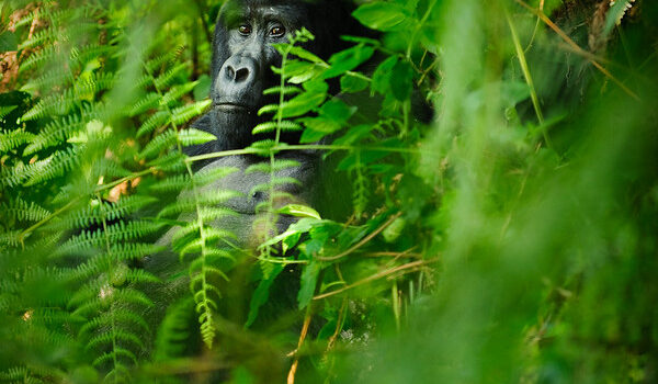 Gorilla Tracking Bwindi Impenetrable National Park.