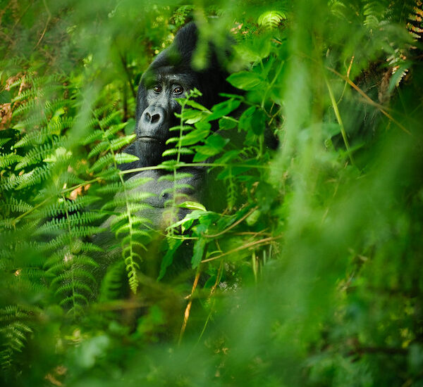 Gorilla Tracking Bwindi Impenetrable National Park.