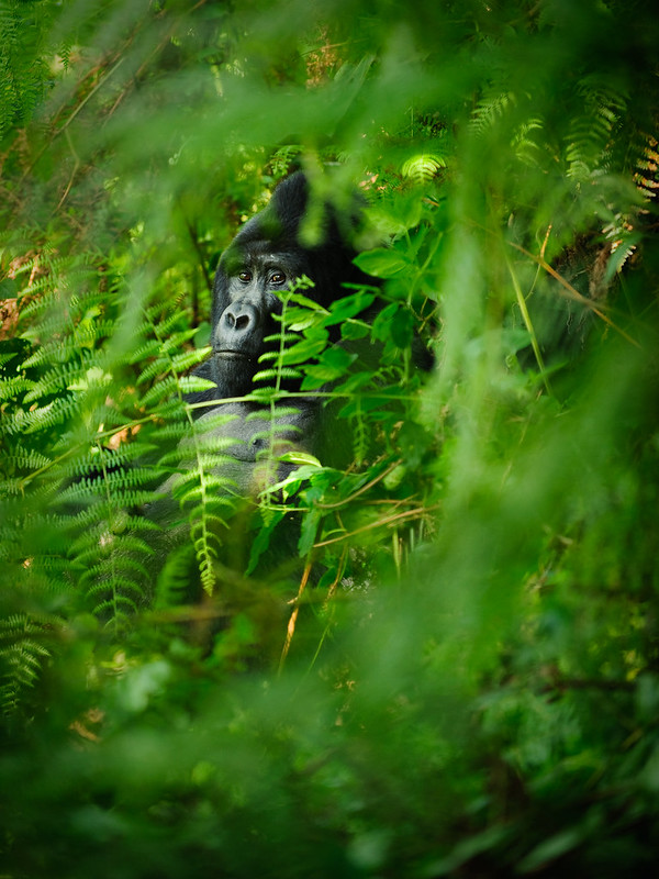 Gorilla tracking Bwindi Impenetrable National Park.