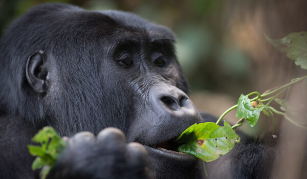 Gorilla Uganda Adventure Tours.