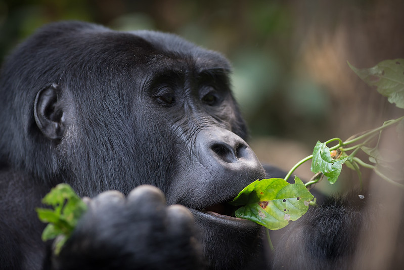 Gorilla Uganda Adventure Tours.