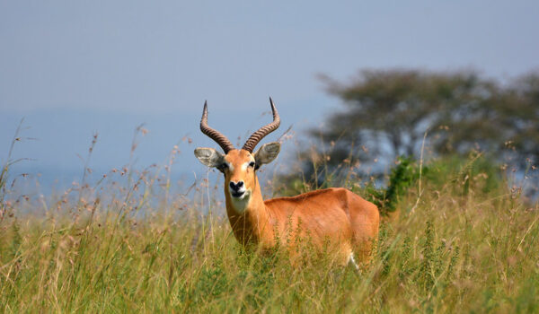 How To Get To Ajai Wildlife Reserve - From Kampala, How To Reach Ajai Wildlife Reserve By Road