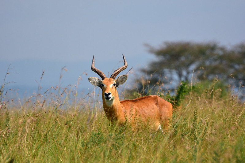 How To Get To Ajai Wildlife Reserve - From Kampala, How To Reach Ajai Wildlife Reserve By Road