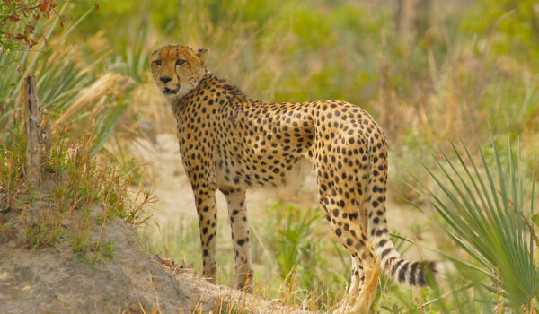 Okavango Delta Botswana.