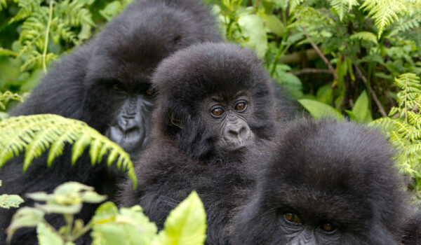 Kwitonda Gorilla Family Group.