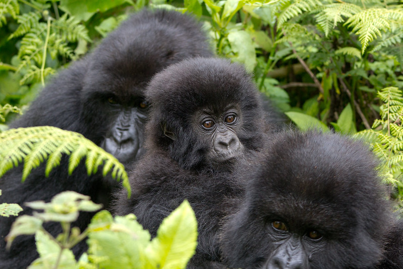 Kwitonda Gorilla Family Group.