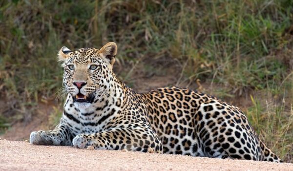 Where To See Leopards In Uganda?