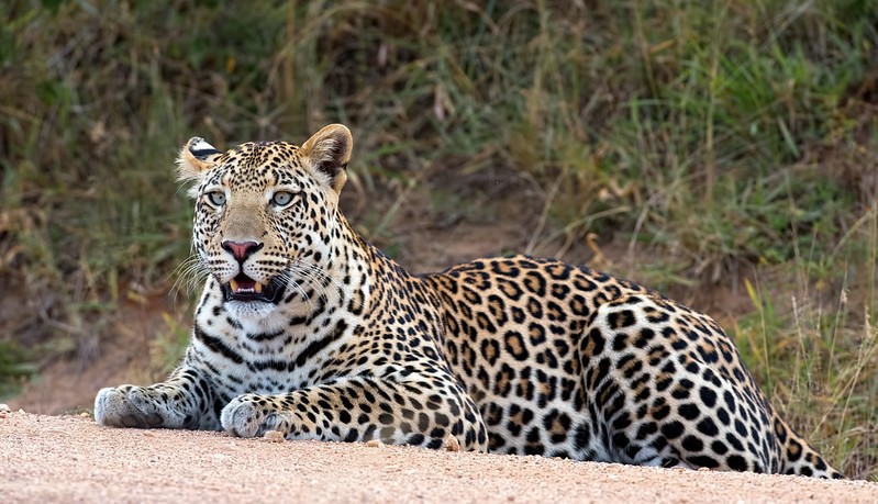 Where To See Leopards In Uganda?