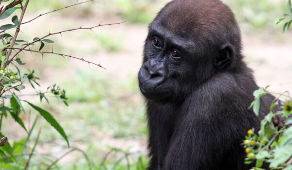 Gorilla Tracking Safaris For Solo Travelers – Bwindi Impenetrable National Park.