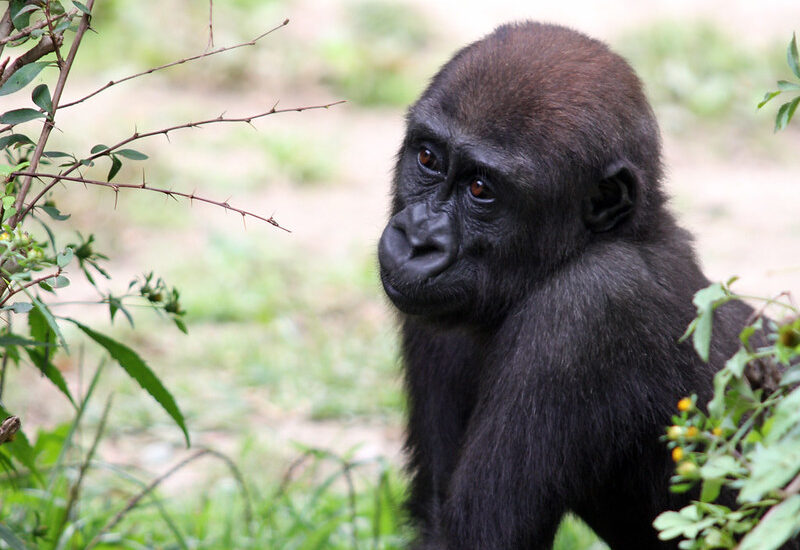 Gorilla Tracking Safaris For Solo Travelers – Bwindi Impenetrable National Park.