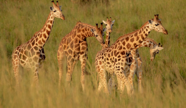 Game Safaris In Murchison Falls.