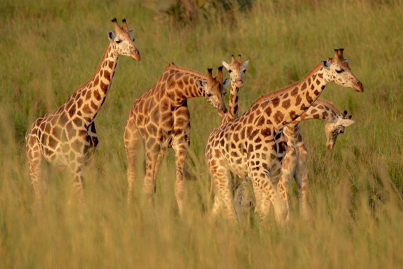 Game Safaris In Murchison Falls.