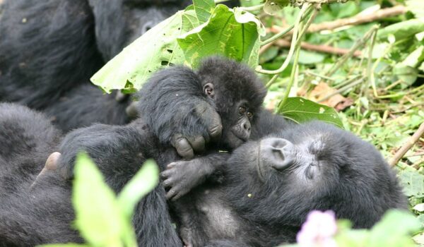 Volcanoes National Park Rwanda Africa