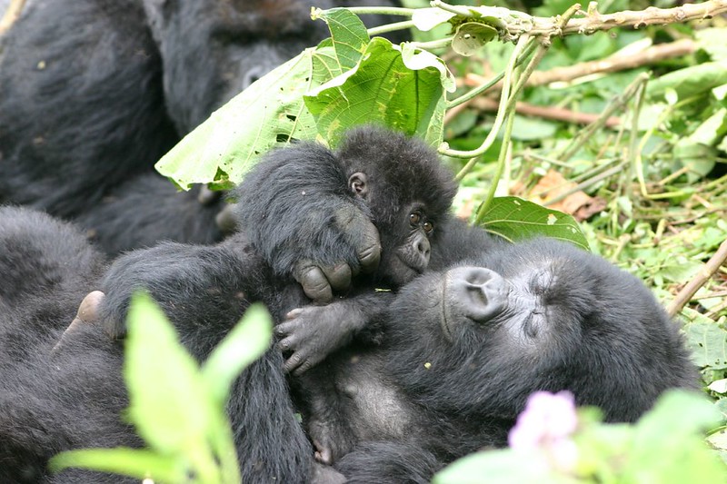 Volcanoes National Park Rwanda Africa