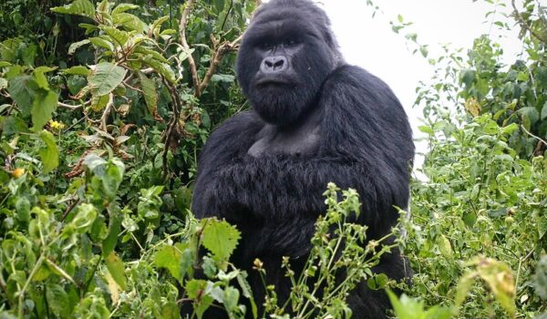 Gorilla Safaris In Africa-gorilla Trekking Uganda-Rwanda