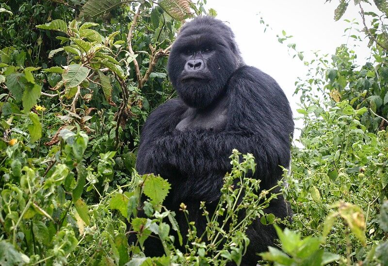 Gorilla Safaris In Africa-gorilla Trekking Uganda-Rwanda