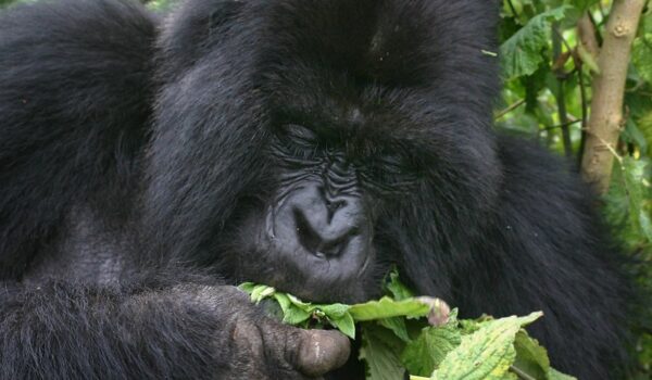 Gorilla Trekking Tours For NGO Workers- Bwindi Gorilla Tours.