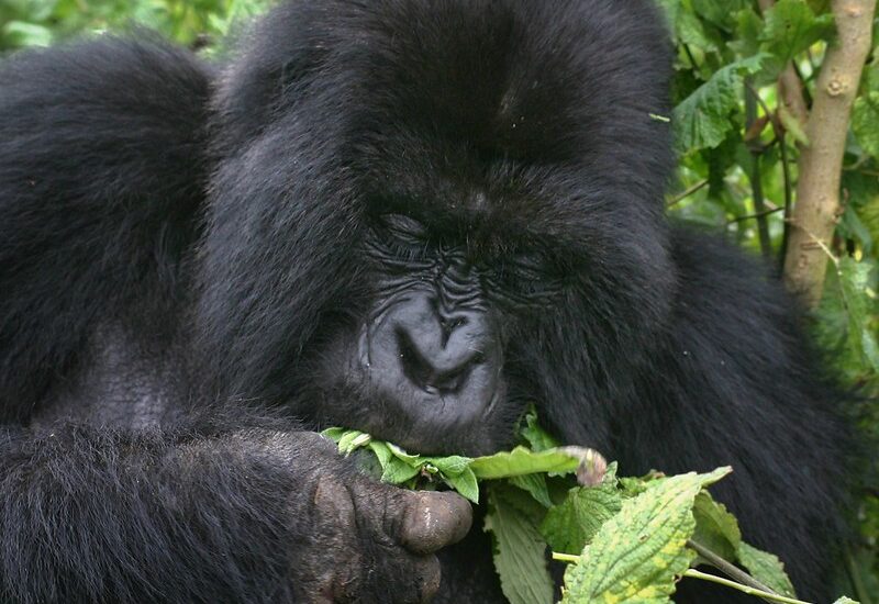 Gorilla Trekking Tours For NGO Workers- Bwindi Gorilla Tours.